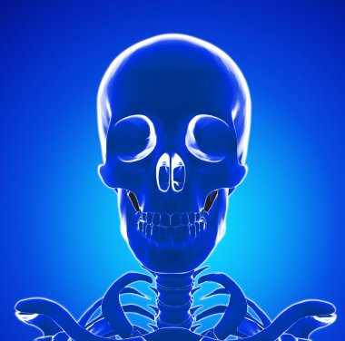 insan iskelet kafası