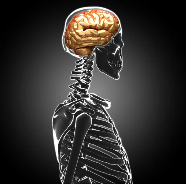 人間の脳 — ストック写真