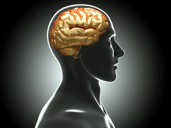 Human brain — Stock Photo, Image