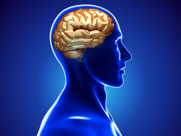 Human brain — Stock Photo, Image