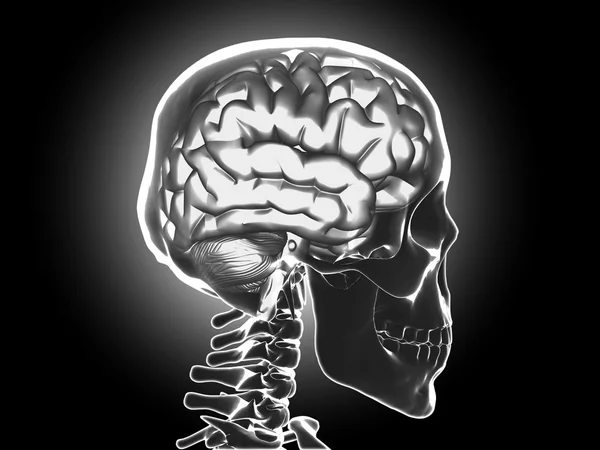 İnsan beyni — Stok fotoğraf