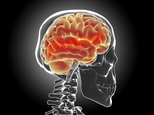 Cerebro humano — Foto de Stock