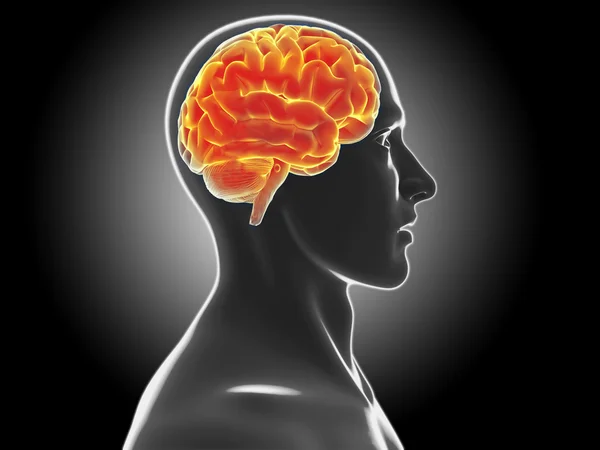 Human brain — Stock Photo, Image