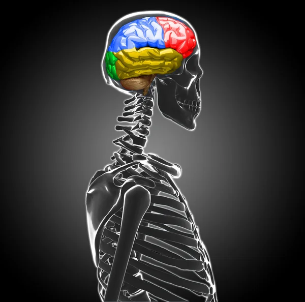 Menschliches Gehirn — Stockfoto