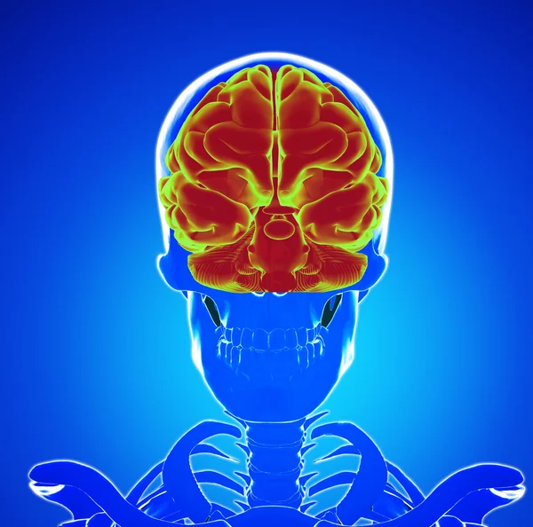 Mózg ludzki — Zdjęcie stockowe