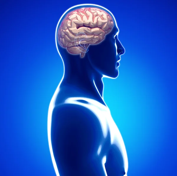 Human brain — Stock Photo, Image