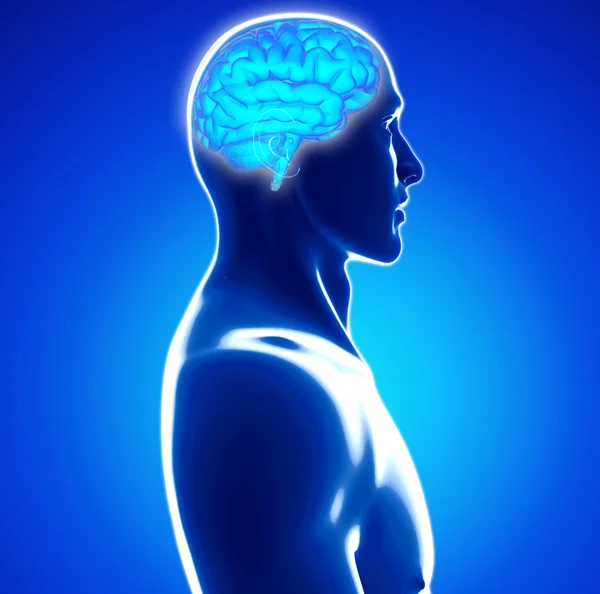 Human brain — Stock Photo, Image