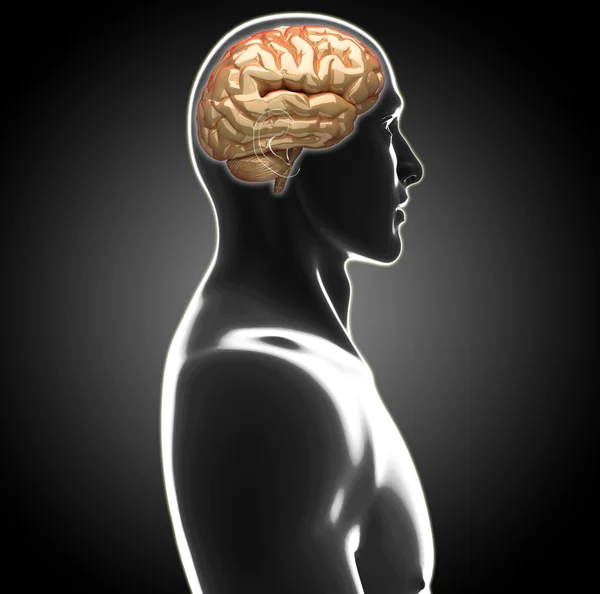 Cerebro humano — Foto de Stock