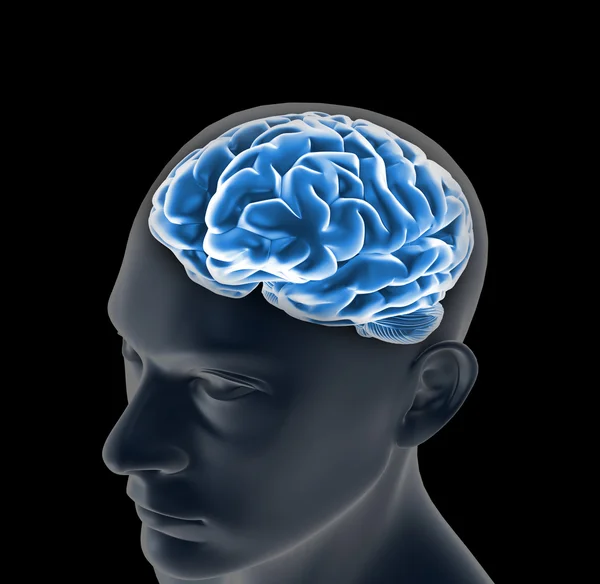 Brain — Stock Photo, Image