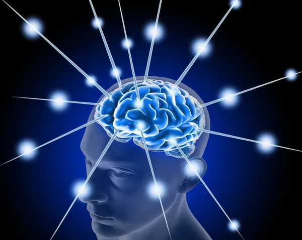 Brain — Stock Photo, Image