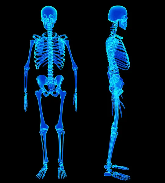 Мужской скелет человека, два взгляда — стоковое фото