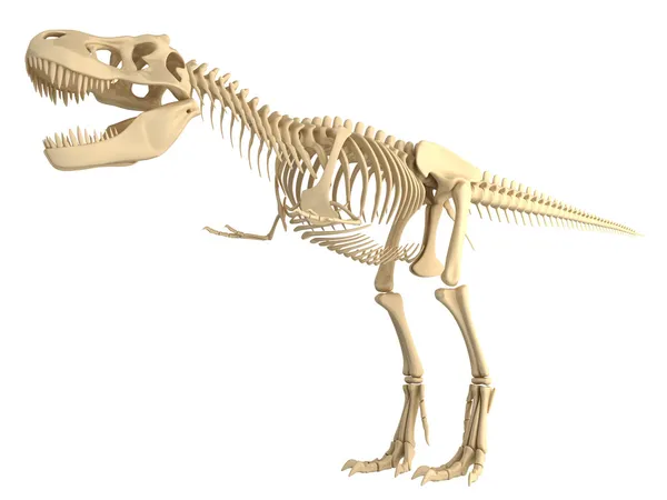 T Tyrannosaurus rex skelet — Gratis stockfoto