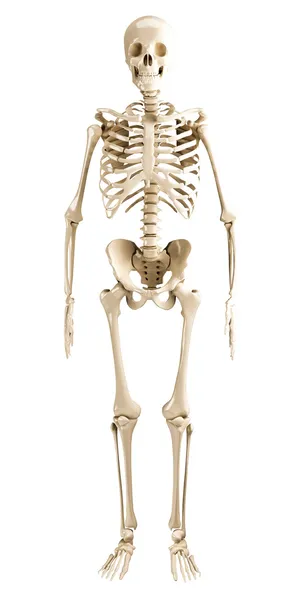 Human skeleton — Stock Photo, Image