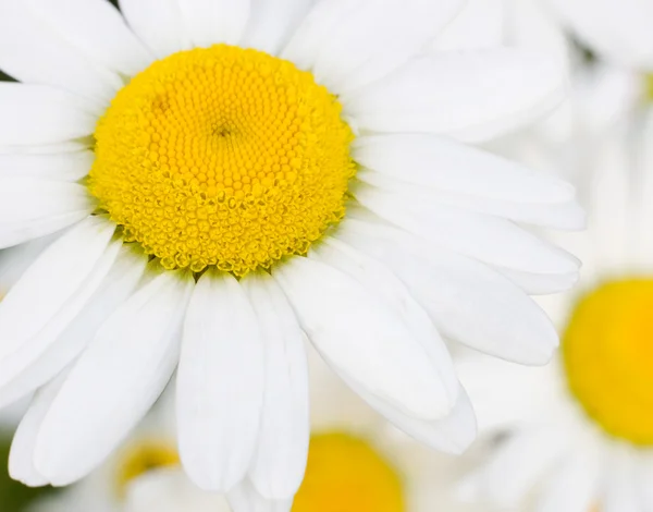 Camomiles close-up — Stockfoto