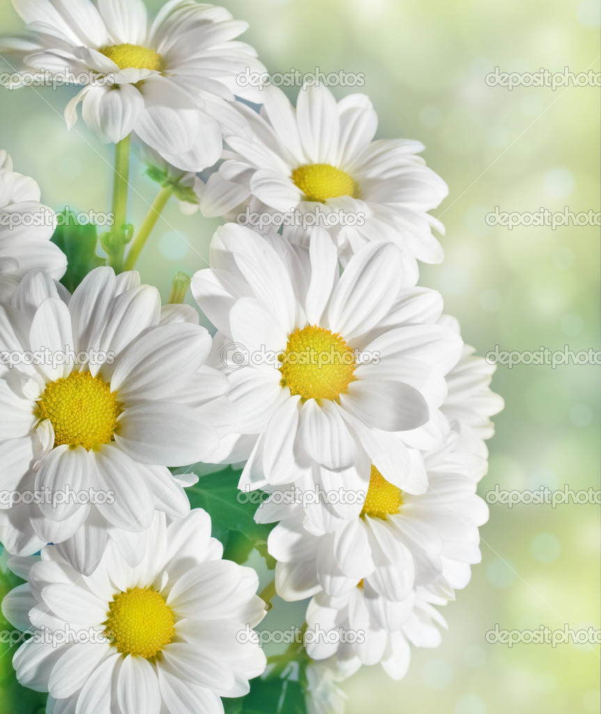 Daisies flowers on yellow background