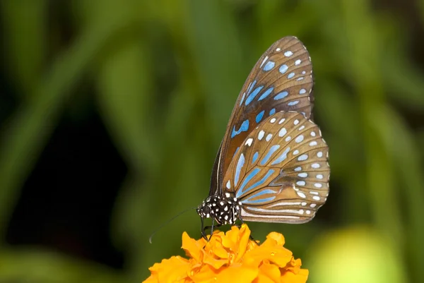 Butterfly with natural background — Stock Photo, Image
