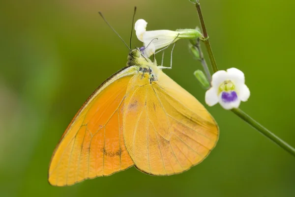 Motýl s přírodním pozadím — Stock fotografie