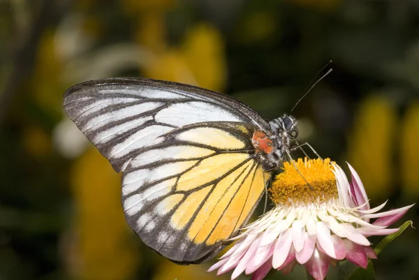 Butterfly with natural background — Stock Photo, Image