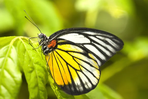 Butterfly with natural background — Stock Photo, Image