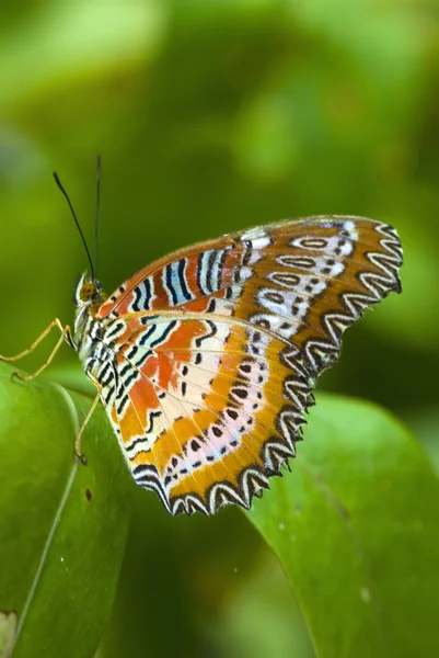 Doğal arka plan ile kelebek — Stok fotoğraf