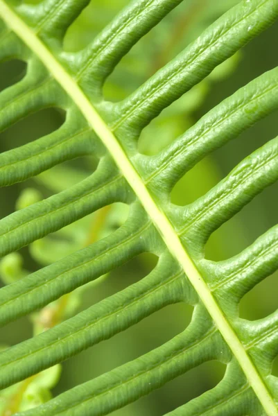 Macro shot of green leaf — Stock Photo, Image