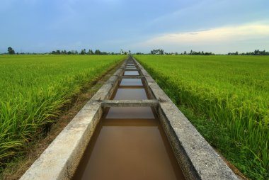 Paddy pirinç tarlası