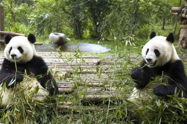 Chengdu hayvanat bahçesinde beslenme panda