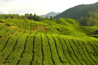 Tea plantation in cameron highlands ,malaysia clipart