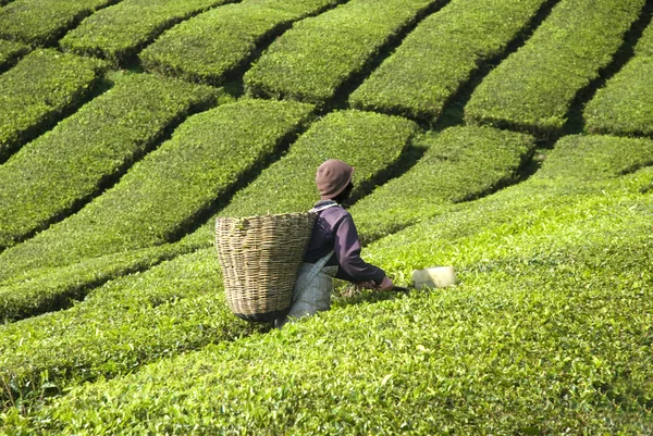 Çay plantasyon çiftçi — Stok fotoğraf