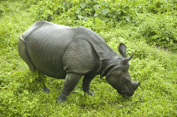 Rhino pastando en citwan, nepal — Foto de Stock