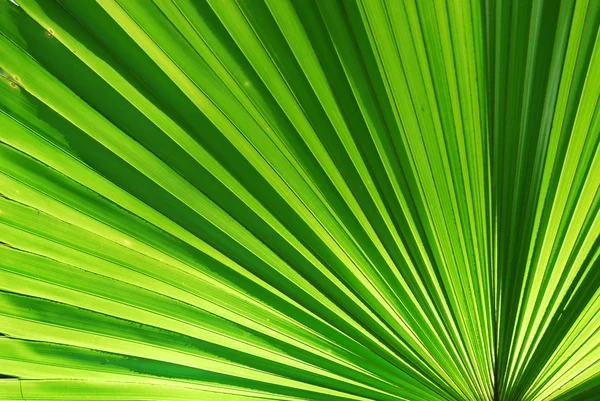 Chusam palm leaf section — Stock Photo, Image