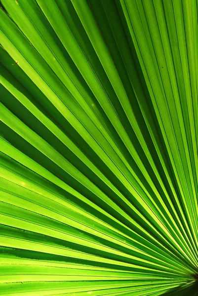 Chusam palm leaf section — Stock Photo, Image