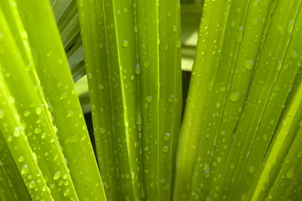 Foglia verde — Foto Stock