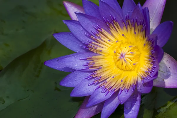 Lotus dengan latar belakang alami — Stok Foto