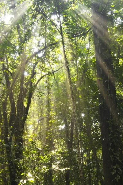 Green forest with ray of lights — Stock Photo, Image