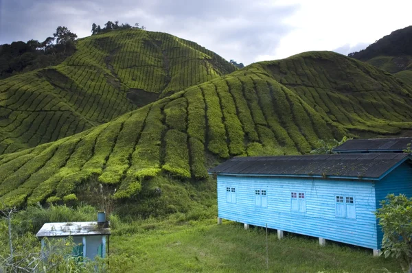 Tea plantation cameron highlands, malaysia — Stock Photo, Image
