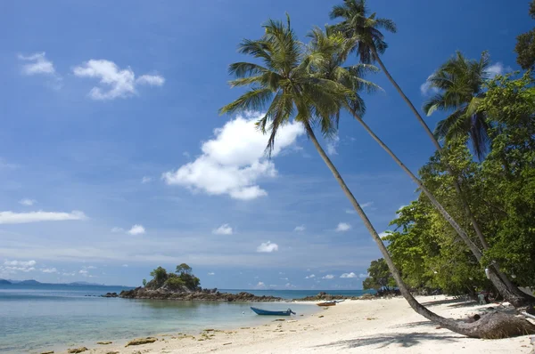 ココナッツの木とビーチ — ストック写真