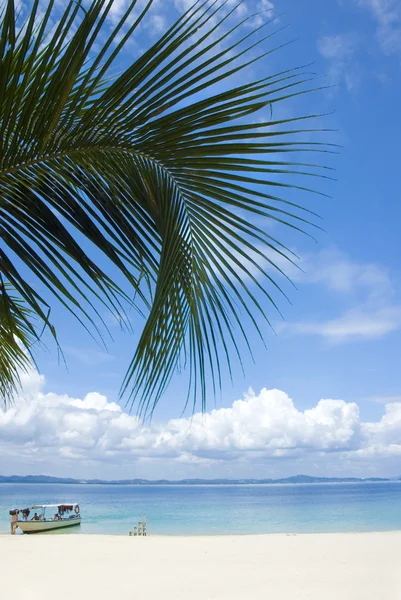 Beach with coconut trees — Stock Photo, Image