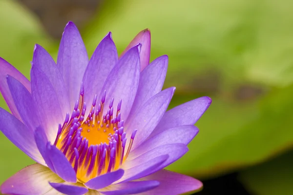 Lotus dengan latar belakang alami — Stok Foto