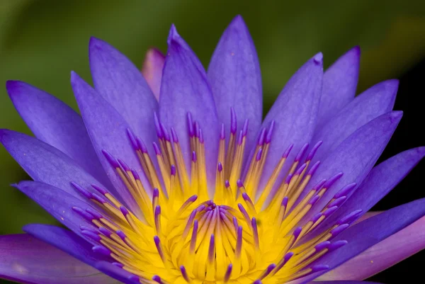 Lotus s přírodním pozadím — Stock fotografie