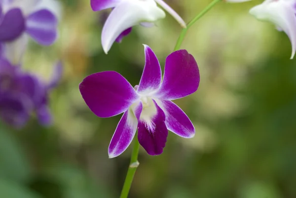 Orchidée fleur — Photo