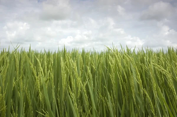 Campo de arroz con arroz — Foto de Stock