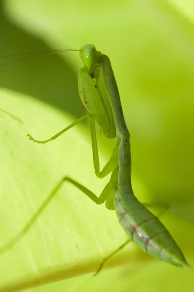 Praying mantis — Stock Photo, Image