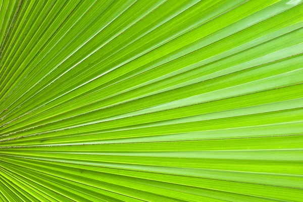 Chusan Palm Leaf section — Stock Photo, Image