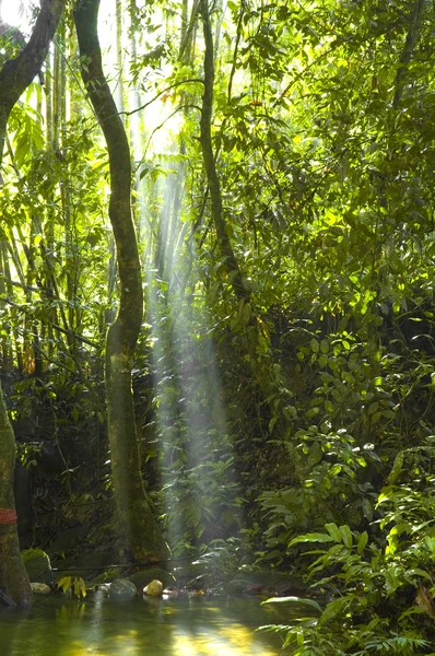 Green forest with ray of lights — Stock Photo, Image