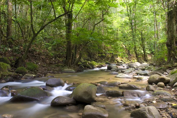 Natural green waterfall — Stock Photo, Image