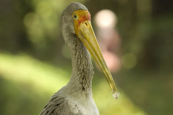 Närbild porträttfoto av en stork — Stockfoto