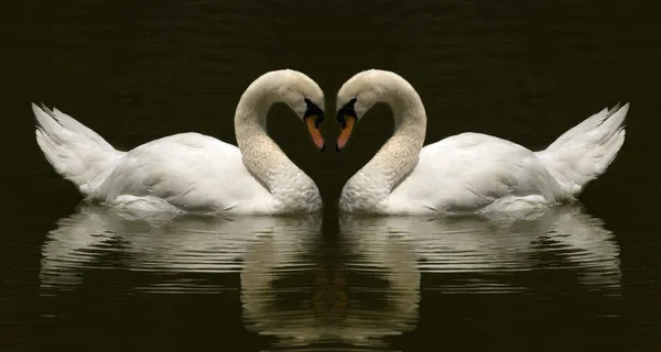 Two swan making love symbol photo Royalty Free Stock Images