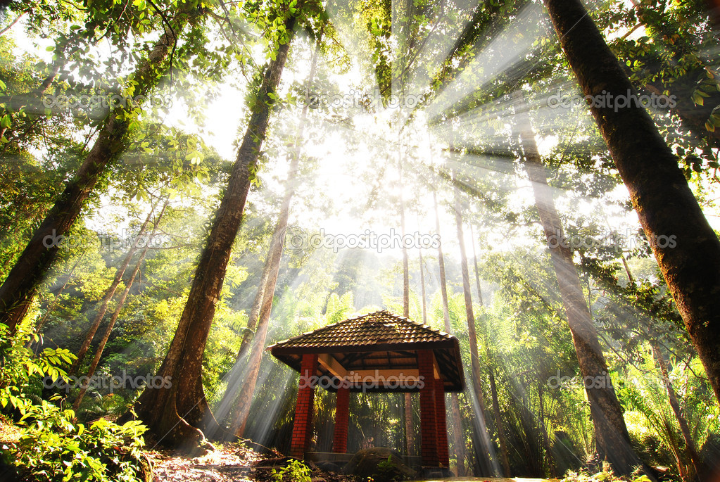 Green forest with ray of lights