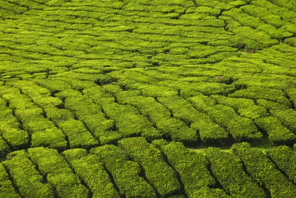 Čajové plantáže — Stock fotografie